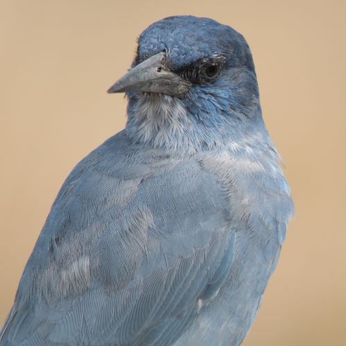 Southwest Science and Conservation Program Photo